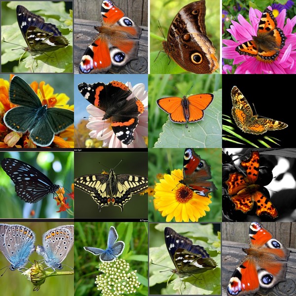 Бабочек какое число. Какие бабочки на лугу. Бабочки которых нельзя увидеть днем на лугу. Какие бабочки обитают на лугу. Бабочки которых нельзя увидеть днем.