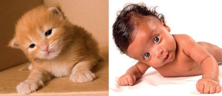 Младенцы,похожие на котят (8 фото)