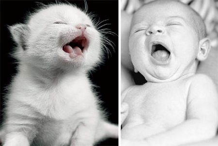 Младенцы,похожие на котят (8 фото)