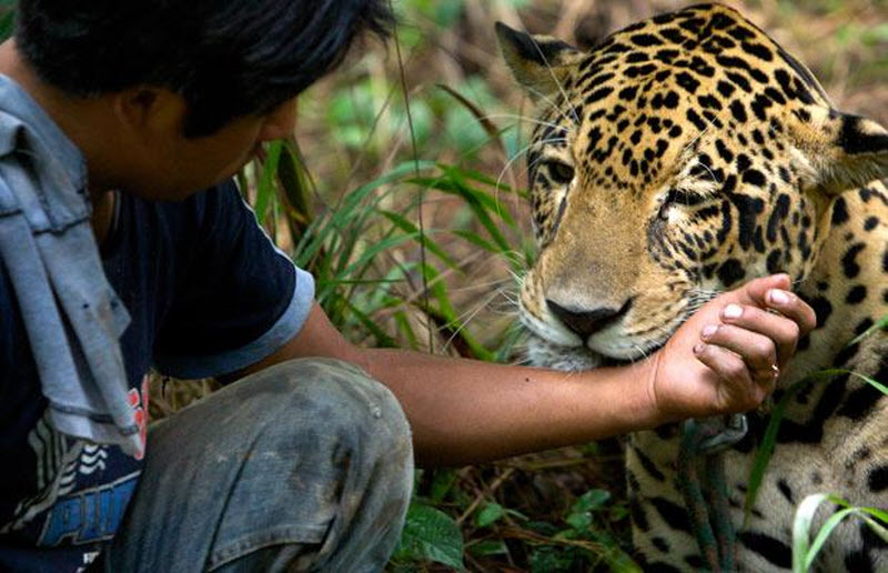Работы с дикими животными. Защита диких животных. Ягуар и человек. Спасение диких животных. Волонтер и Дикие животные.