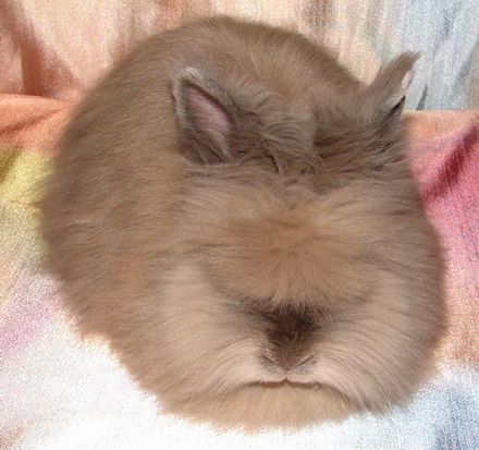 Милые пушистики - ангорские кролики (31 фото)