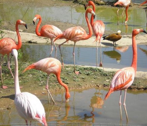 Фламинго - самые красивые птицы (47 фото)
