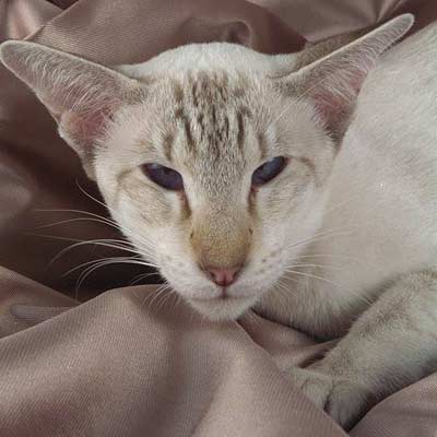Сиамская кошка (24 фото)