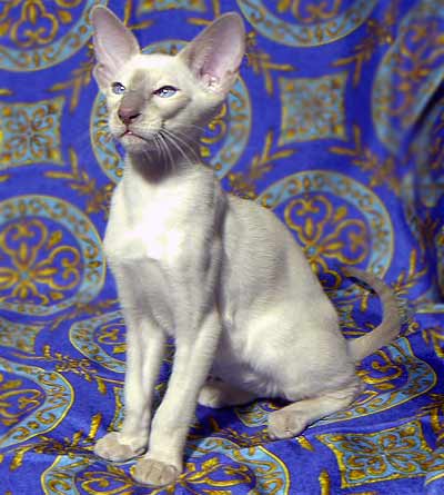 Сиамская кошка (24 фото)