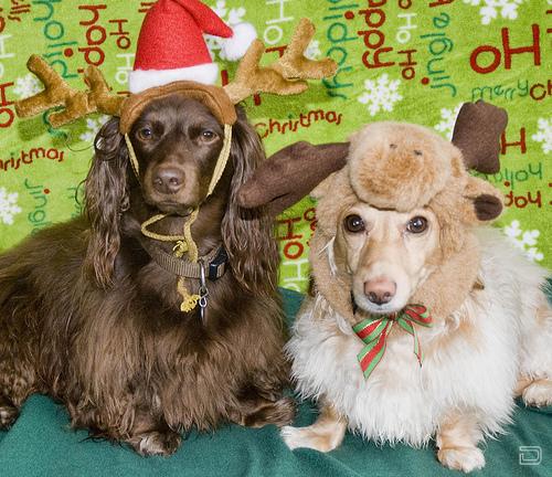 Собачки в новогодних аксессуарах (15 фото)