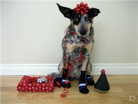 Собачки в новогодних аксессуарах (15 фото)