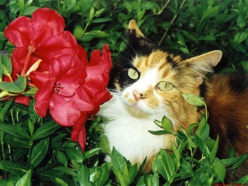 Очаровательные кошки (26 фото)