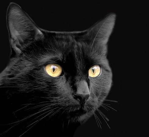 Чёрные и белые кошки (20 фото)