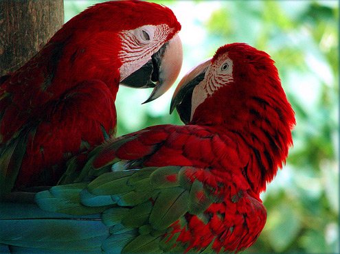Попугаи - райские птицы. 2 часть. (29 фото)