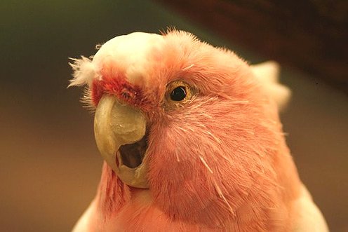 Попугаи - райские птицы. 2 часть. (29 фото)