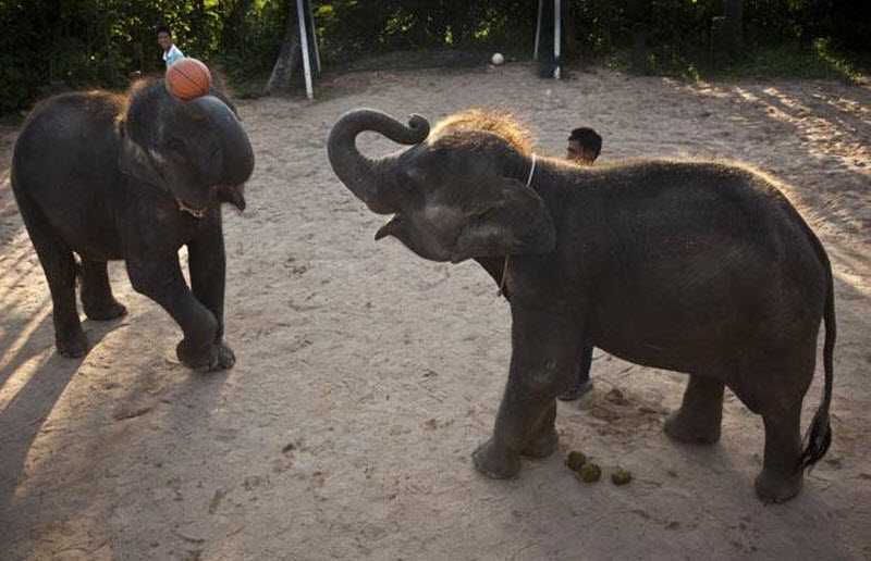 8 слоников. Слоновий баскетбол. Тайский слон игра. Слоны играют. Кох Самуи Таиланд слоны.