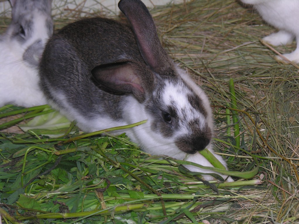 Волжский кролик. Кролик в движении. Маленькие кролики сельские. Кролик в домашних условиях. Кролики домашние повадки.