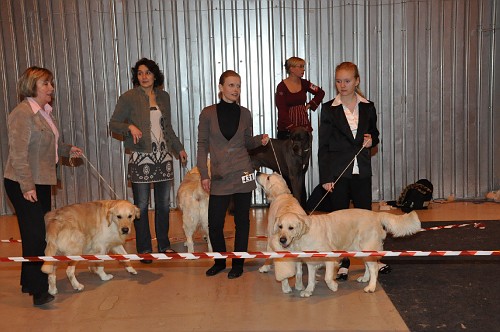 Выставка собак (48 фото)