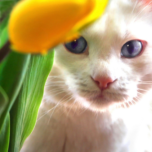 Коты в цветах (40 фото)