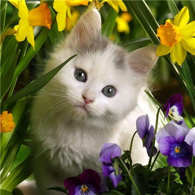 Коты в цветах (40 фото)