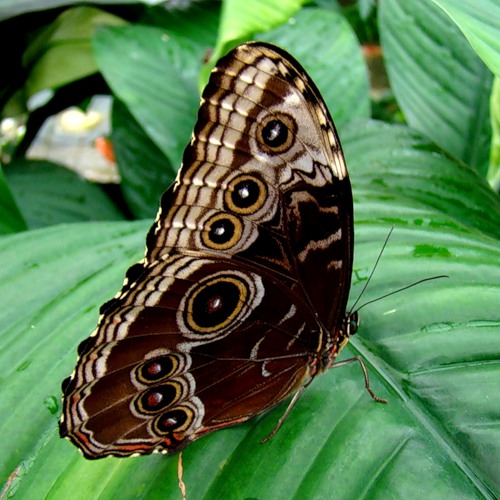 Бабочки-летнее чудо (22 фото)