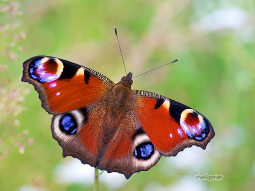 Бабочки-летнее чудо (22 фото)