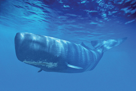 Интересно о китах (20 фото+видео)
