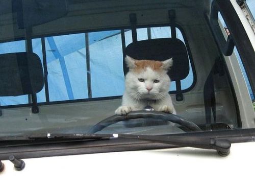 Кошки за рулём (20 фото)