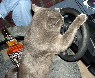Кошки за рулём (20 фото)