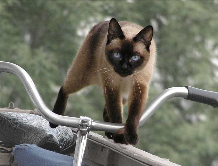 Еду к миленькой автор. Кот велосипедист. Кошка на Велике. Котенок на велосипеде. Кот педальный.