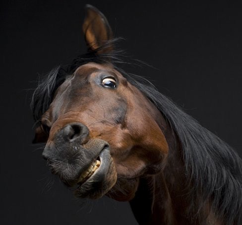 Улыбка лошади (20 фото)