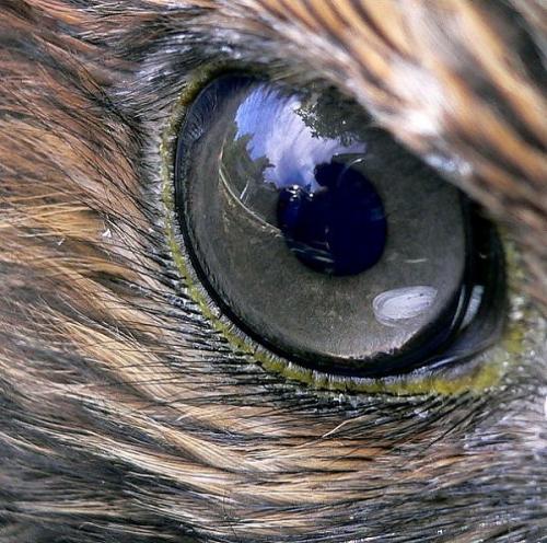 Посмотри в глаза животных (34 фото)
