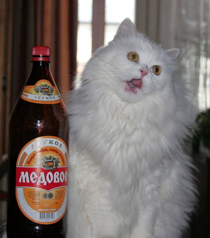 Коты и алкоголь (18 фото)