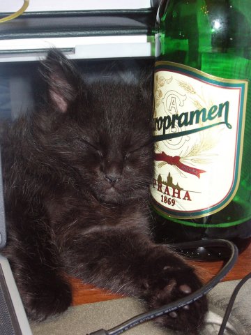 Коты и алкоголь (18 фото)
