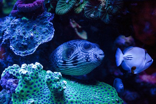 Экзотический гламур моря (27 фото)