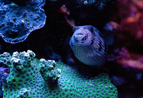 Экзотический гламур моря (27 фото)