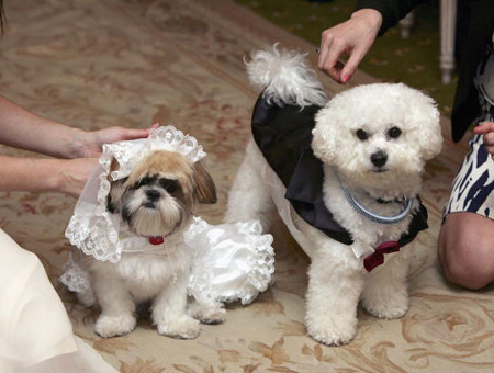 Свадебные наряды для животных (16 фото)
