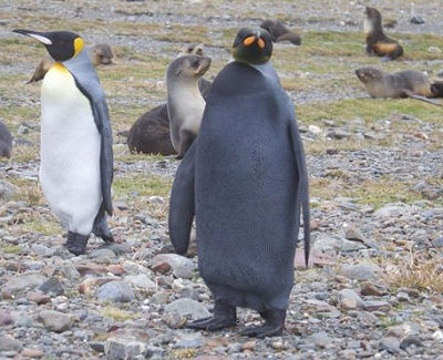 Экологи сфотографировали аномально черного пингвина