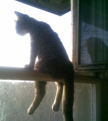 Русский кот сидит на окне в России, а тем временем... (9 фото)