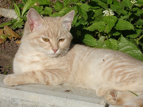 Коты на даче (35 фото)