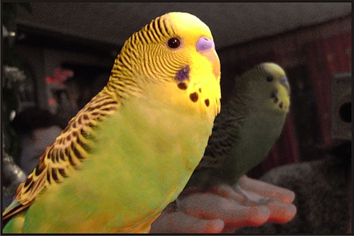 Говорливые птицы (25 фото)