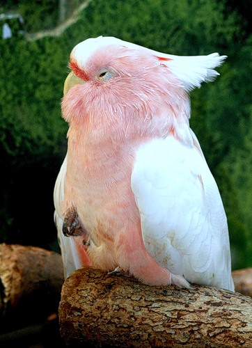 Говорливые птицы (25 фото)