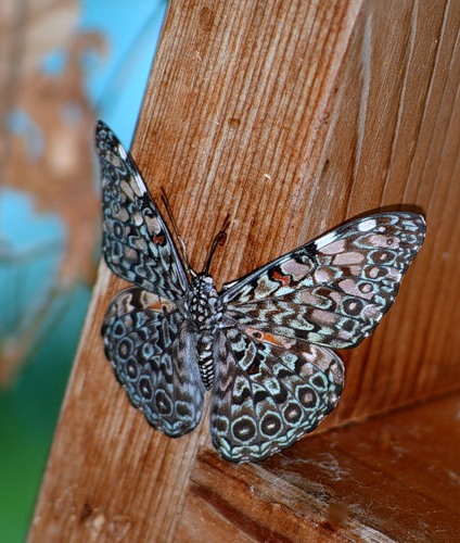 Гламурные бабочки (32 фото)