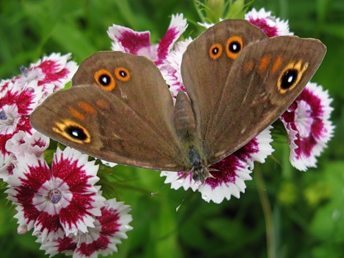 Гламурные бабочки (32 фото)