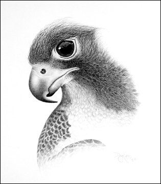 Рисунки животных от  Дуга Лендиса (16 фото)