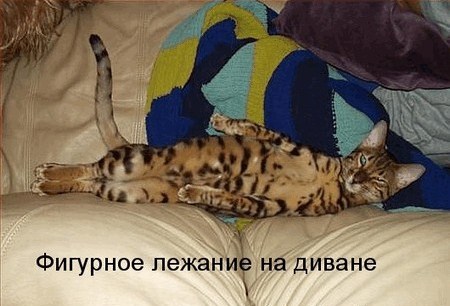 Весёлая котоматрица (25 фото)