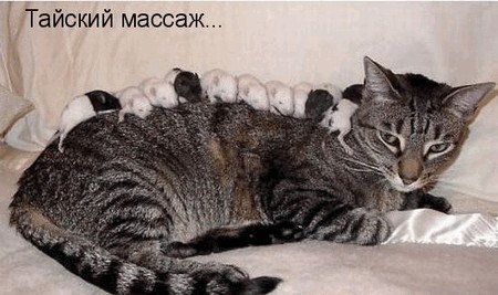 Весёлая котоматрица (25 фото)