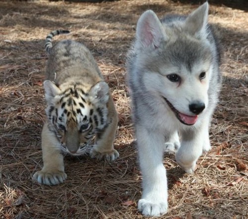 Волчонок и тигрёнок (4 фото)