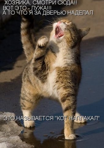 Весёлая котоматрица (40 фото)