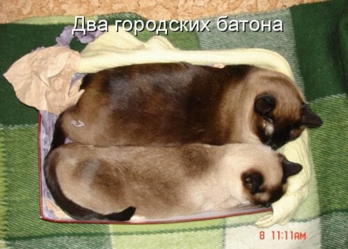 Весёлая котоматрица (40 фото)