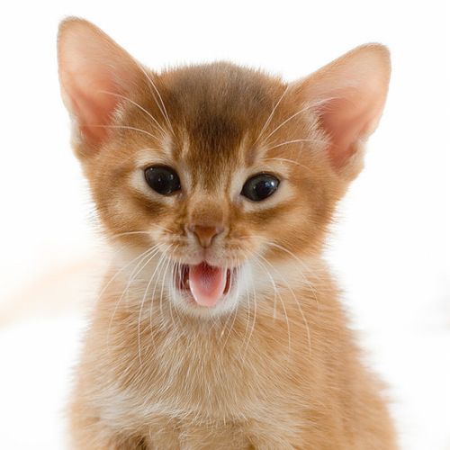 Зевающие котята (20 фото)