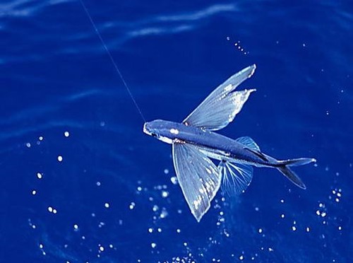 Летучая рыба (8 фото)