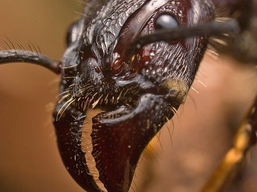 5 наиболее устрашающих насекомых в мире (14 фото)