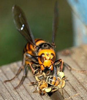 5 наиболее устрашающих насекомых в мире (14 фото)