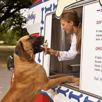 В Лондоне будут продавать мороженое для собак (3 фото)